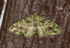 Myrioblephara harutai