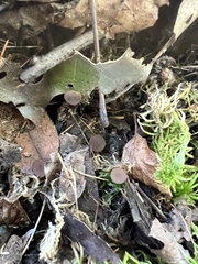Sclerotinia