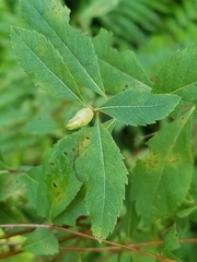 Contarinia clarkei