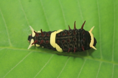 Papilioninae