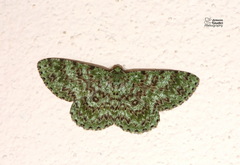 Ophthalmitis herbidaria