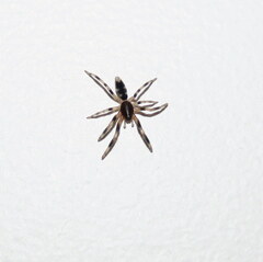 Lampona cylindrata