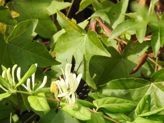 Papilioninae