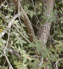 Ulmus alata