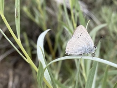 Satyrium sylvinus