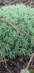 Leucobryum glaucum