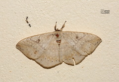 Eupterotidae