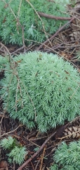 Leucobryum glaucum
