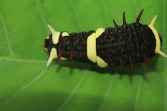 Papilioninae