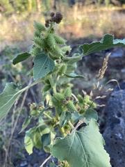 Xanthium strumarium