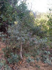 Quercus durata durata