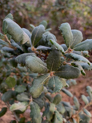 Quercus durata durata