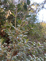 Quercus durata durata