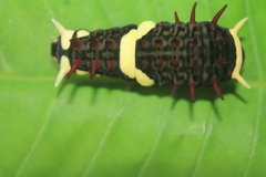 Papilioninae