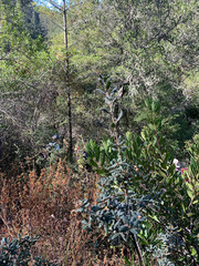 Quercus durata durata