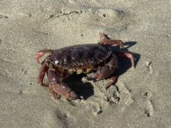 Romaleon antennarium