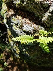 Polypodium virginianum
