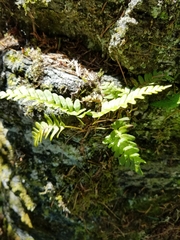 Polypodium virginianum
