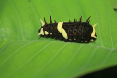Papilioninae