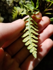 Polypodium virginianum