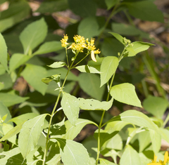 Verbesina occidentalis