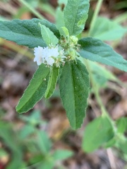 Croton glandulosus