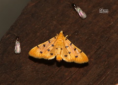 Xanthomelaena schematias