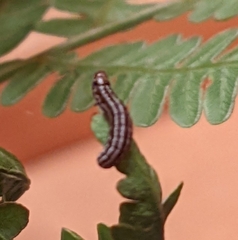 Homoeosoma electella