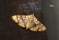 Glyphodes caesalis