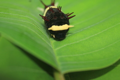 Papilioninae