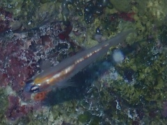 Coryphopterus hyalinus