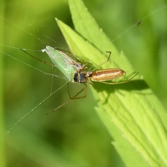 Tetragnatha