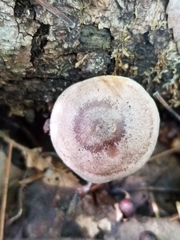 Lactarius vinaceorufescens