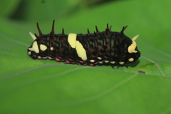 Papilioninae