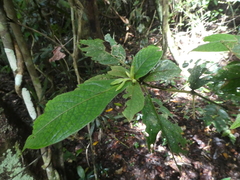 Atractocarpus hirtus