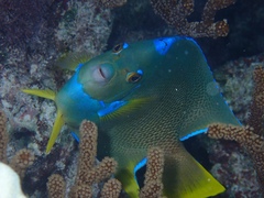 Holacanthus bermudensis