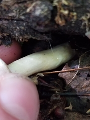 Lactarius vinaceorufescens
