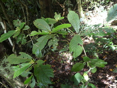 Atractocarpus hirtus