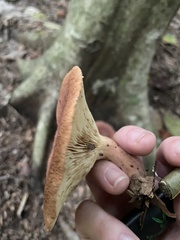 Russulaceae
