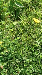 Scorzoneroides autumnalis