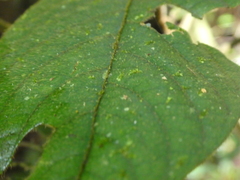 Atractocarpus hirtus