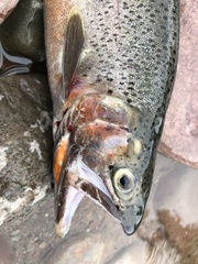 Oncorhynchus