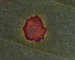 Gymnosporangium