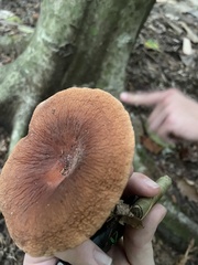Russulaceae