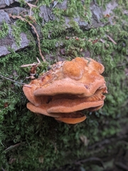 Pycnoporellus fulgens