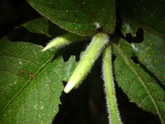 Atractocarpus hirtus