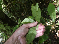 Atractocarpus hirtus