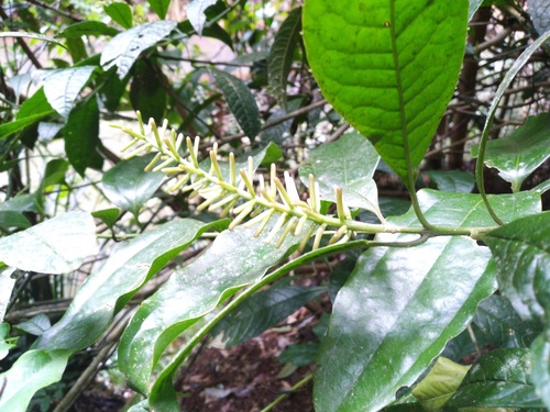 Polyosma rhytiphloia observed 2022-09-03