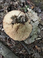 Russulaceae