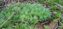 Leucobryum